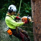 Arboristika